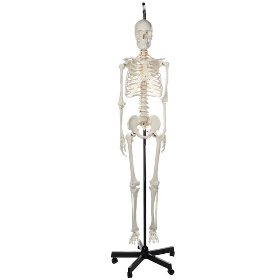 Axis Scientific Classic Human Skeleton with Study, Numbering Guide, and Hanging Stand, and 3 Year Warranty