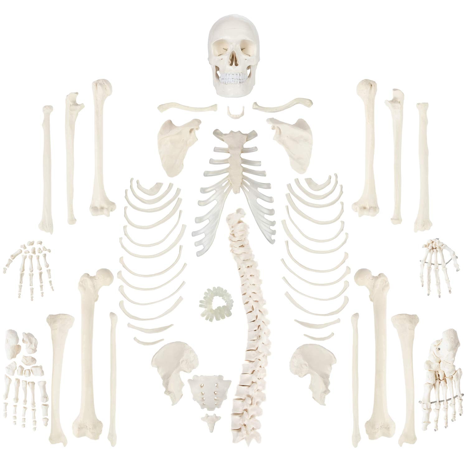 Axis Scientific Complete Disarticulated Human Skeleton Bundle, Includes 3 Part Human Skull, Life Size Bones, Articulated Hand and Foot Anatomy, Detailed Product Booklet, 3 Year Warranty