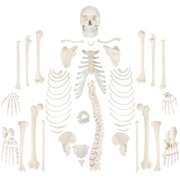 Axis Scientific Complete Disarticulated Human Skeleton Bundle, Includes 3 Part Human Skull, Life Size Bones, Articulated Hand and Foot Anatomy, Detailed Product Booklet, 3 Year Warranty