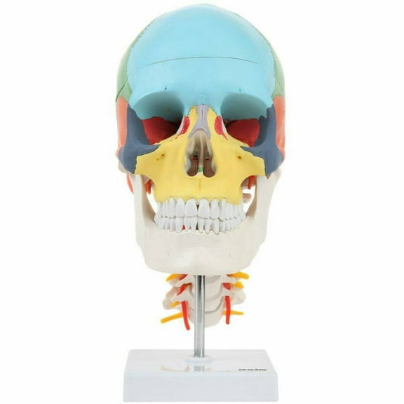 Axis Scientific 3 Part Didactic Skull on Flexible Cervical Vertebrae with Nerves and Arteries, Includes Sturdy Base and Full Color Detailed Product Manual