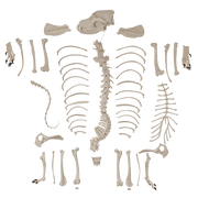 Axis Scientific Disarticulated Dog Skeleton Anatomy Model Perfect for Classrooms and Veterinary Studies, Education Study Anatomical Dog Bones, scientific anatomy model, demonstration skill