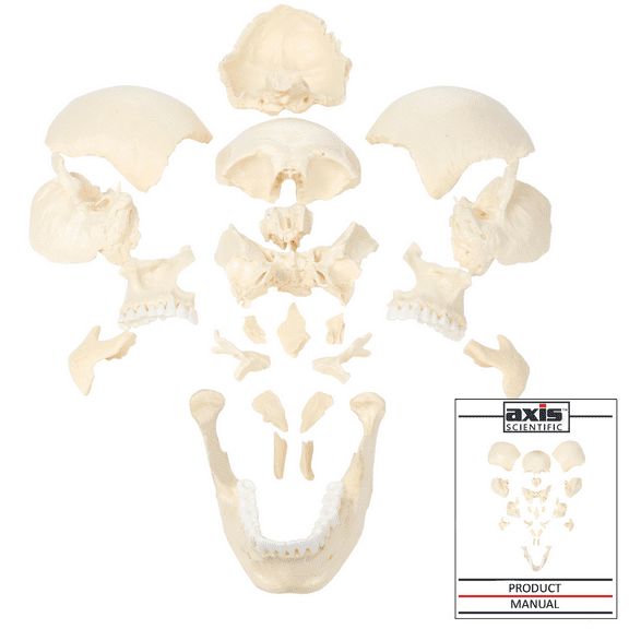 Axis Scientific Disarticulated Human Skull Model, 22 Part Life Size Replica for Medical Study, Includes Study Guide and Worry Free Warranty