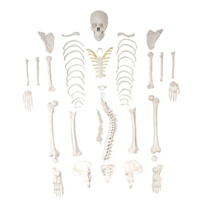 Axis Scientific Disarticulated Miniature Human Skeleton for Anatomy Study and Medical Education - Realistic and Durable, portable anatomical model of a human skeleton, scientific anatomy model