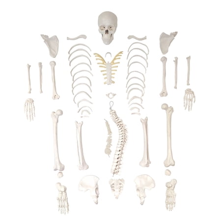 Axis Scientific Disarticulated Miniature Human Skeleton for Anatomy Study and Medical Education - Realistic and Durable, portable anatomical model of a human skeleton, scientific anatomy model