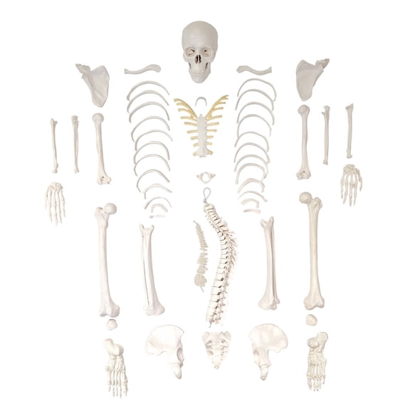 Axis Scientific Disarticulated Miniature Human Skeleton for Anatomy Study and Medical Education - Realistic and Durable, portable anatomical model of a human skeleton, scientific anatomy model