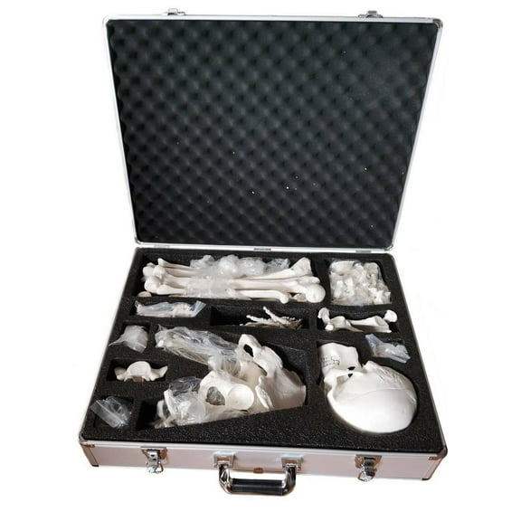 Axis Scientific Disarticulated Skeleton Storage Case Included, Skeleton Model Sold Separately - skeleton model storage case, anatomy organization accessory compartment, educational model