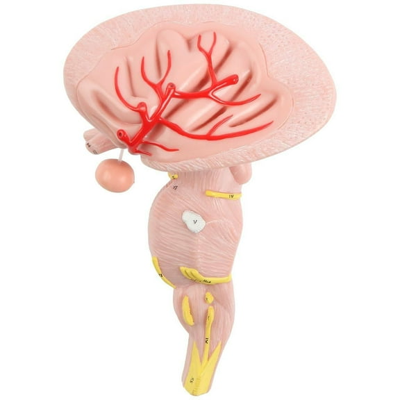 Axis Scientific Enlarged Brain Stem Anatomy Model, 2 Parts - 3d model of the brain, life size anatomy, Human anatomy system miniature, mini figure model for neuroscience, school demonstration.