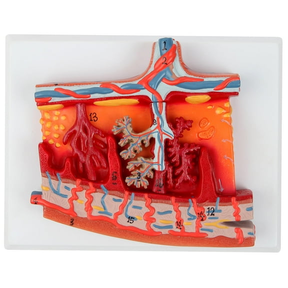 Axis Scientific Enlarged Model of Placenta | Human Reproductive System Anatomy Model | Detailed Cross Section Shows Blood Flow and Nutrition | Includes Instruction Key