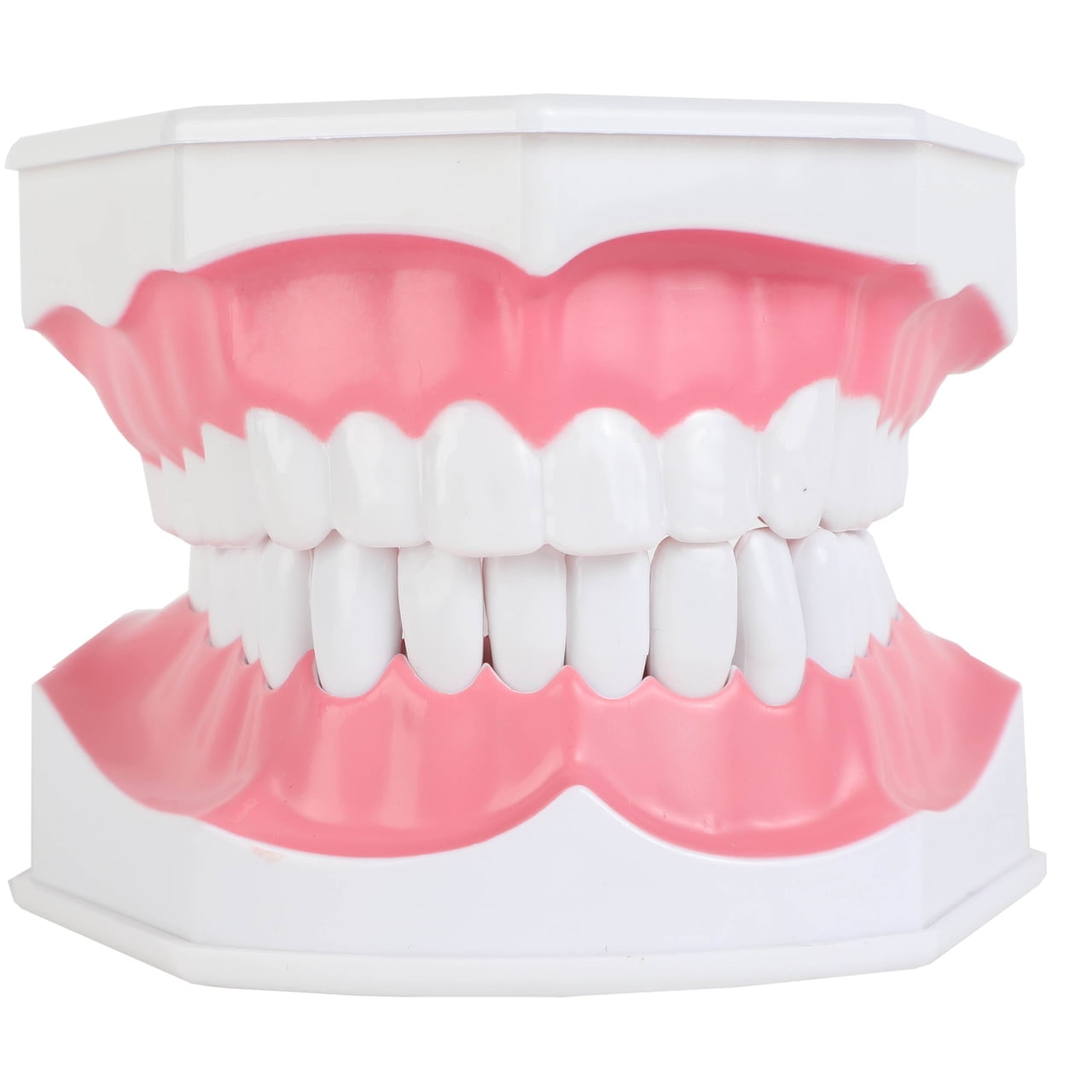 Axis Scientific Enlarged Teeth Care Model - Human anatomy system miniature, demonstration skill, educational model Includes Product Manual, scientific anatomy model, mini figure