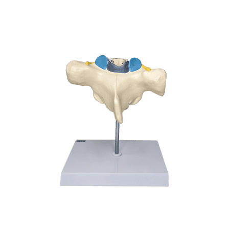 Axis Scientific Enlarged Thoracic Vertebra with Spinal Cord and Nerves - Perfect for Students, Teachers, Chiropractors, Physical Therapists, Patient Consultation - Includes Full Color Study Guide