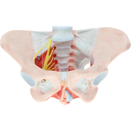 Axis Scientific Female Pelvis Model with Muscles Pelvic Floor, Ligaments, and Nerves Anatomy Model - female pelvis full skeleton skeletons replica, productive medical, life size, school demonstration