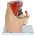 thumbnail image 1 of Axis Scientific Female Pelvis Reproductive Anatomy Model, Life-Size 3-Part Anatomical Pelvis with Muscular, Urinary, and Reproductive System, Includes Detailed Product Manual, 1 of 8