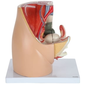 Axis Scientific Female Pelvis Reproductive Anatomy Model, Life-Size 3-Part Anatomical Pelvis with Muscular, Urinary, and Reproductive System, Includes Detailed Product Manual