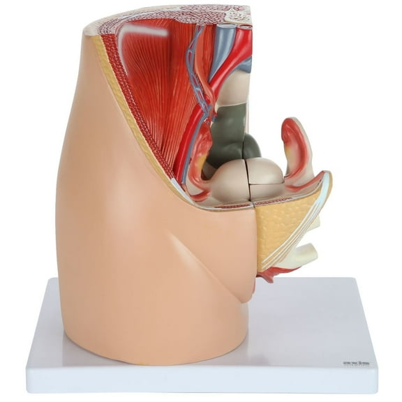 Axis Scientific Female Pelvis Reproductive Anatomy Model, Life-Size 3-Part Anatomical Pelvis with Muscular, Urinary, and Reproductive System, Includes Detailed Product Manual