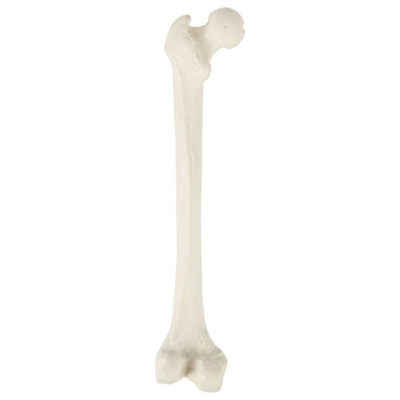 Axis Scientific Femur Bone Model, Left, Cast from a Real Human Femur Bone, Upper Leg Bone Model Has Realistic Texture and Important Bony Landmarks, Includes Product Manual and 3 Year Warranty