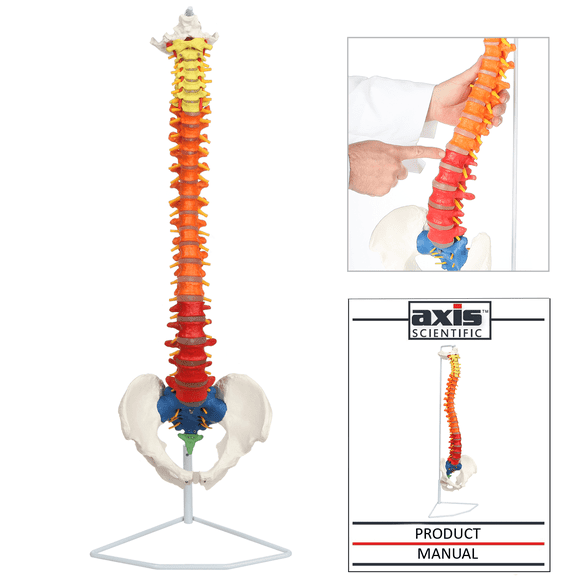 Axis Scientific Flexible Spine Model, 31" Life Size Didactic Spinal Cord with Stand, Color Coded Regions Indicate the Cervical, Thoracic and Lumbar Spine, with Study Guide, Worry Free 3 Year Warranty