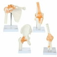 thumbnail image 1 of Axis Scientific Functional Joint Anatomy Model Set Includes Flexible Skeletal Shoulder Joint, Knee Joint, Hip Joint and Elbow Joint Models with Ligaments, 4 Pack, 1 of 3
