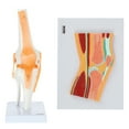 thumbnail image 1 of Axis Scientific Functional Knee Joint Anatomy Model Set Includes Flexible Skeletal Knee Joint Model, Knee Joint Cross Section Model and Product Manuals, 2 Pack, 1 of 7