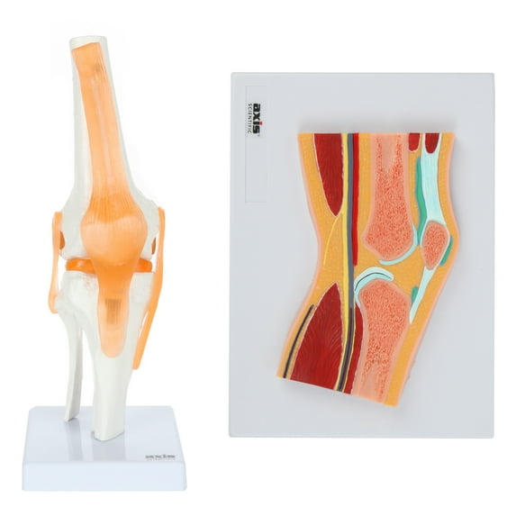 Axis Scientific Functional Knee Joint Anatomy Model Set Includes Flexible Skeletal Knee Joint Model, Knee Joint Cross Section Model and Product Manuals, 2 Pack