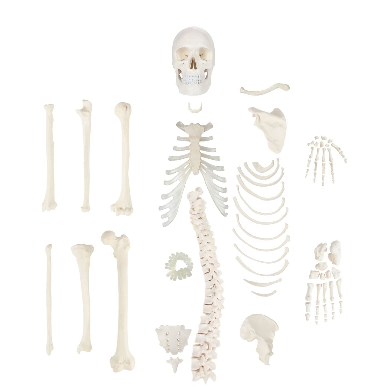 Axis Scientific Half Disarticulated Human Skeleton with 3-Part Human Skull, Hand, Foot, Anatomical Life Size Bones | Includes Detailed Product Manual