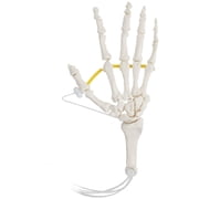 Axis Scientific Hand Skeleton Loosely Threaded - Left