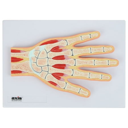 Axis Scientific Hand and Wrist Joint Cross Section Anatomy Model, Anatomical Replica of the Hand and Wrist, Includes Product Manual, Students Medical Professionals Professors Display