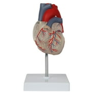 Axis Scientific Heart Model, Transparent 2-Part Deluxe Life Size Human Heart Replica , Held Together with Magnets, Includes Mounted Display Base, educational model