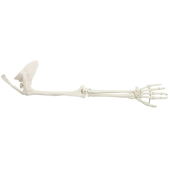 Axis Scientific Human Arm Skeleton Model, Life-Size Anatomical Arm, Includes All Arm Bones Plus Clavicle, Scapula and Articulated Hand Bone Manual