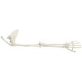 thumbnail image 1 of Axis Scientific Human Arm Skeleton Model, Life Size Left Anatomical Arm, Includes All Arm Bones Plus Clavicle, Scapula and Articulated Hand Bone – Includes Detailed Product Manual and 3 Year Warranty, 1 of 1