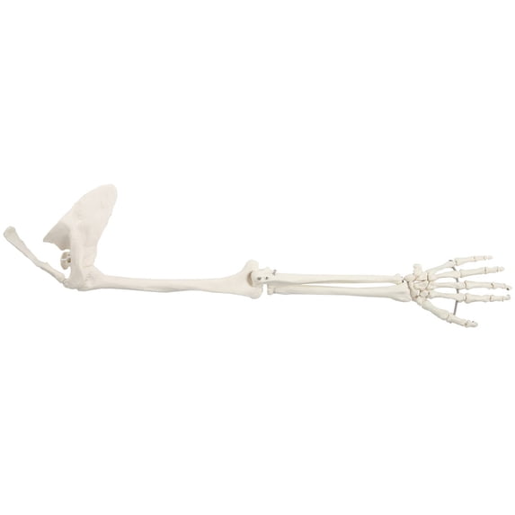 Axis Scientific Human Arm Skeleton Model, Life Size Left Anatomical Arm, Includes All Arm Bones Plus Clavicle, Scapula and Articulated Hand Bone – Includes Detailed Product Manual and 3 Year Warranty