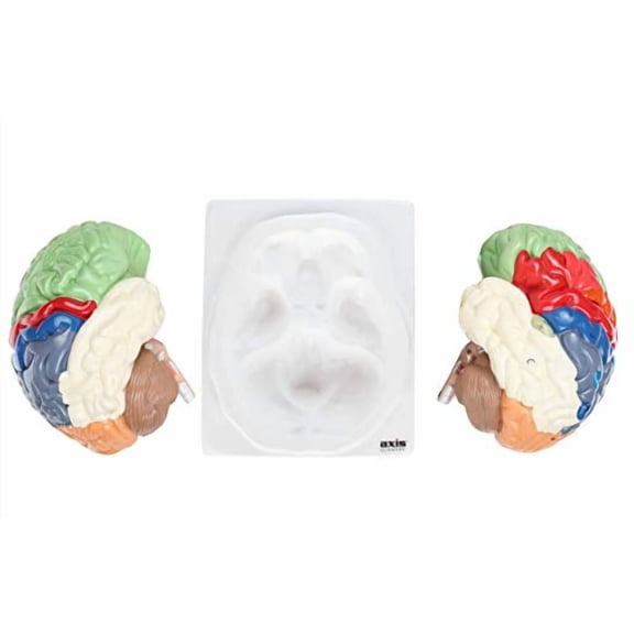 Axis Scientific Human Brain Model Anatomy with Colored and Numbered Regions, 2-Part Human Brain Model Disassembled Includes Base, Detailed Product Manual