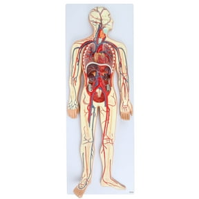 Axis Scientific Human Circulatory System Model, Half Life-Size, Realistic, Detailed Arteries and Veins Model with Thoracic Organs, Includes a Product Manual