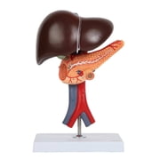 Axis Scientific Human Digestive System Model - Liver, Pancreas and Duodenum Anatomy Model, Hand Painted, Numbered, Includes Product Manual,demonstration skill educational model
