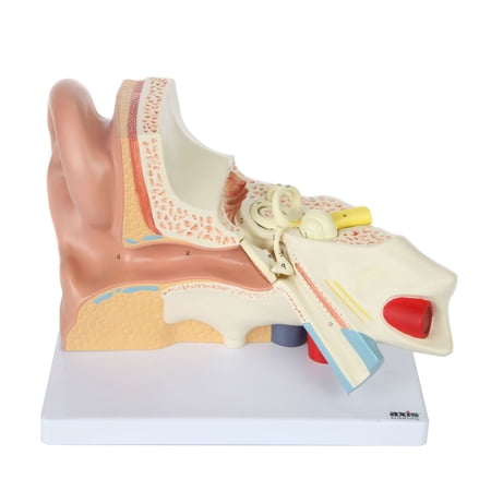 Axis Scientific Human Ear Model, 5 Times Enlarged 4-Dimensional Ear Anatomical Model with 3 Parts Showing Major Regions of The Ear – Includes Base, Detailed Product Manual