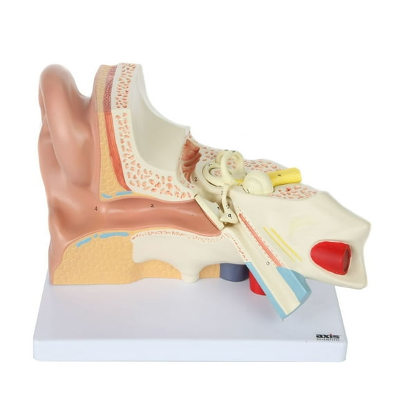 Axis Scientific Human Ear Model, 5 Times Enlarged 4-Dimensional Ear Anatomical Model with 3 Parts Showing Major Regions of The Ear  Includes Base, Detailed Product Manual