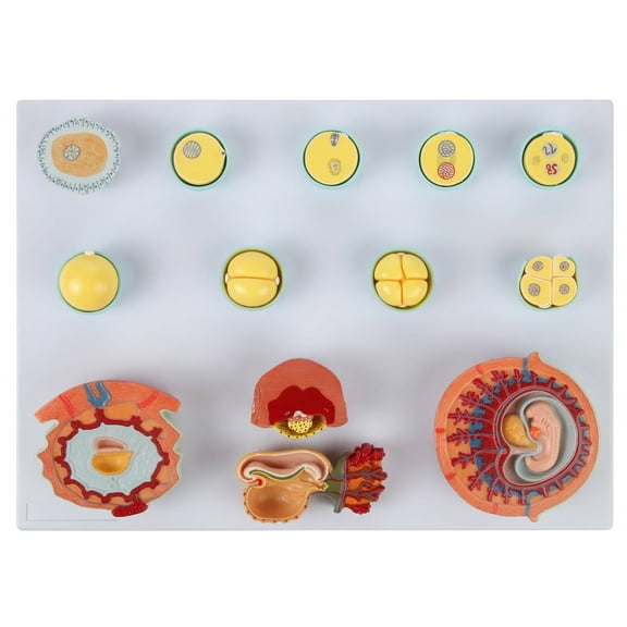 Axis Scientific Human Fertilization and Early Embryogeny Model - human anatomical model, medical vision scientific, anatomy model for doctor's office, anatomy classroom, or study aid.
