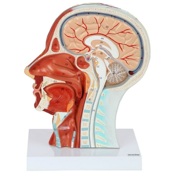 Axis Scientific Human Head Model | Anatomy Model Features Half Head, Muscular Anatomy, Veins, Arteries, Exposed Sinuses, Brain, and Spinal Anatomy | Includes Product Manual