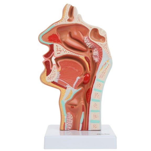 Axis Scientific Human Larynx and Pharynx Disorders Model | Shows Normal Larynx and Pharynx Anatomy and Details Common Abnormalities | Comes on White Base | 3-Year Product Warranty