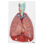 Axis Scientific 3/4 Life-Size Human Lung and Respiratory System Model - 7 Removable Parts Includes 2-Part Heart, Detachable Larynx, Color Product Manual