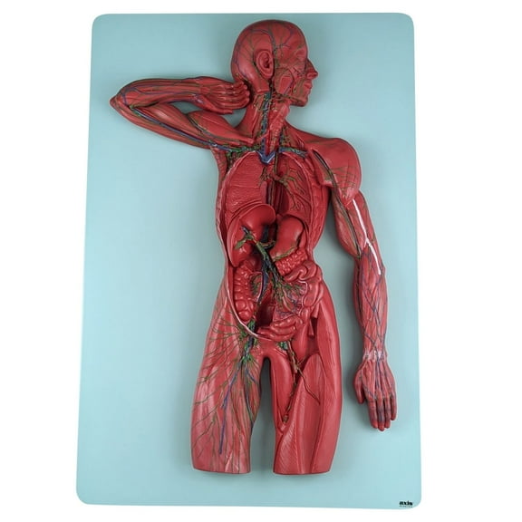 Axis Scientific Human Lymphatic System Model for Adults