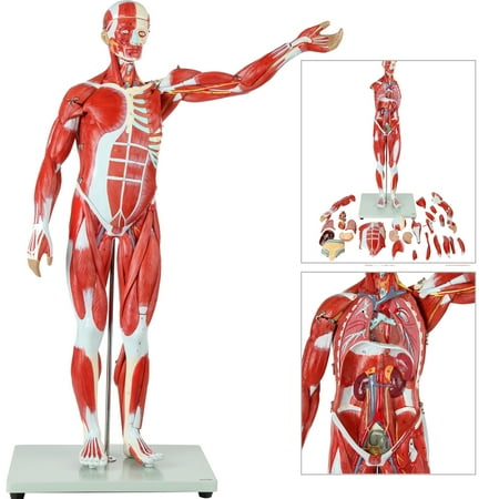 Axis Scientific Human Muscle and Organ Model, 27-Part Half Life-Size Muscular Figure With Removable Organs and Muscle Anatomy, Includes Detailed Full-Color Product Manual, Worry-Free 3 Year Warranty