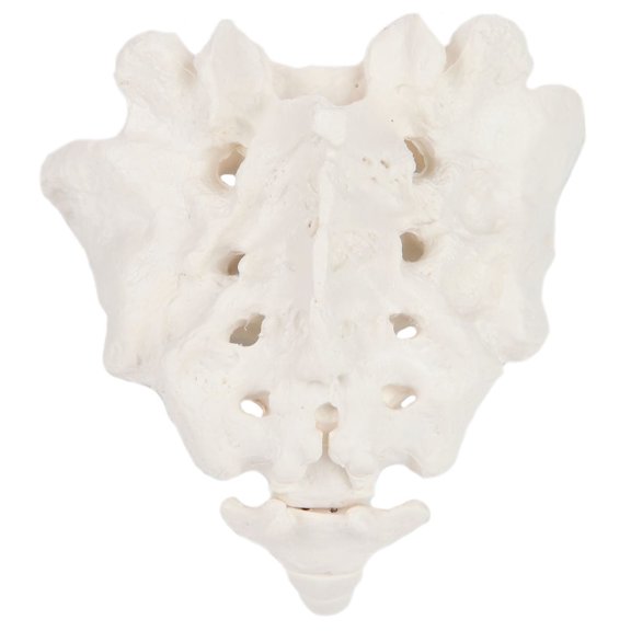 Axis Scientific Sacrum Bone Model Life-size, anatomically accurate sacrum replica for medical study, patient education, and classroom anatomy demonstrations.