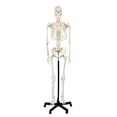 thumbnail image 1 of Axis Scientific Life-Size Human Skeleton Model, 5'6" Height, Articulated Bones with Numbered Landmarks, Mobile Stand, Study Guide & 3-Year Warranty, 1 of 11