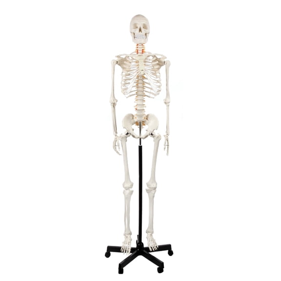 Axis Scientific Life-Size Human Skeleton Model, 5'6" Height, Articulated Bones with Numbered Landmarks, Mobile Stand, Study Guide & 3-Year Warranty