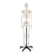 Axis Scientific Life-Size Human Skeleton Model, 56 Height, Articulated Bones with Numbered Landmarks, Mobile Stand, Study Guide &