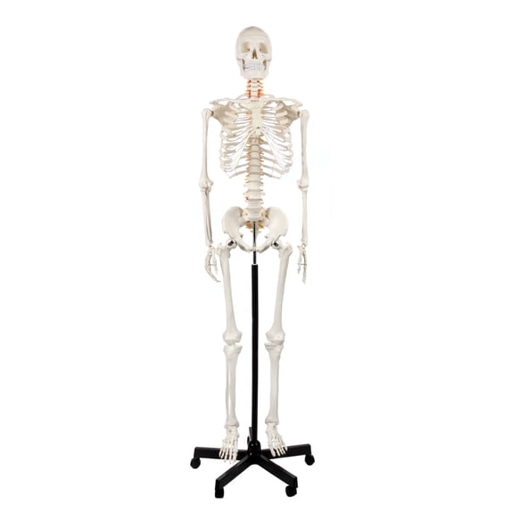 Axis Scientific Life-Size Human Skeleton Model, 5'6" Height, Articulated Bones with Numbered Landmarks, Mobile Stand, Study Guide & 3-Year Warranty