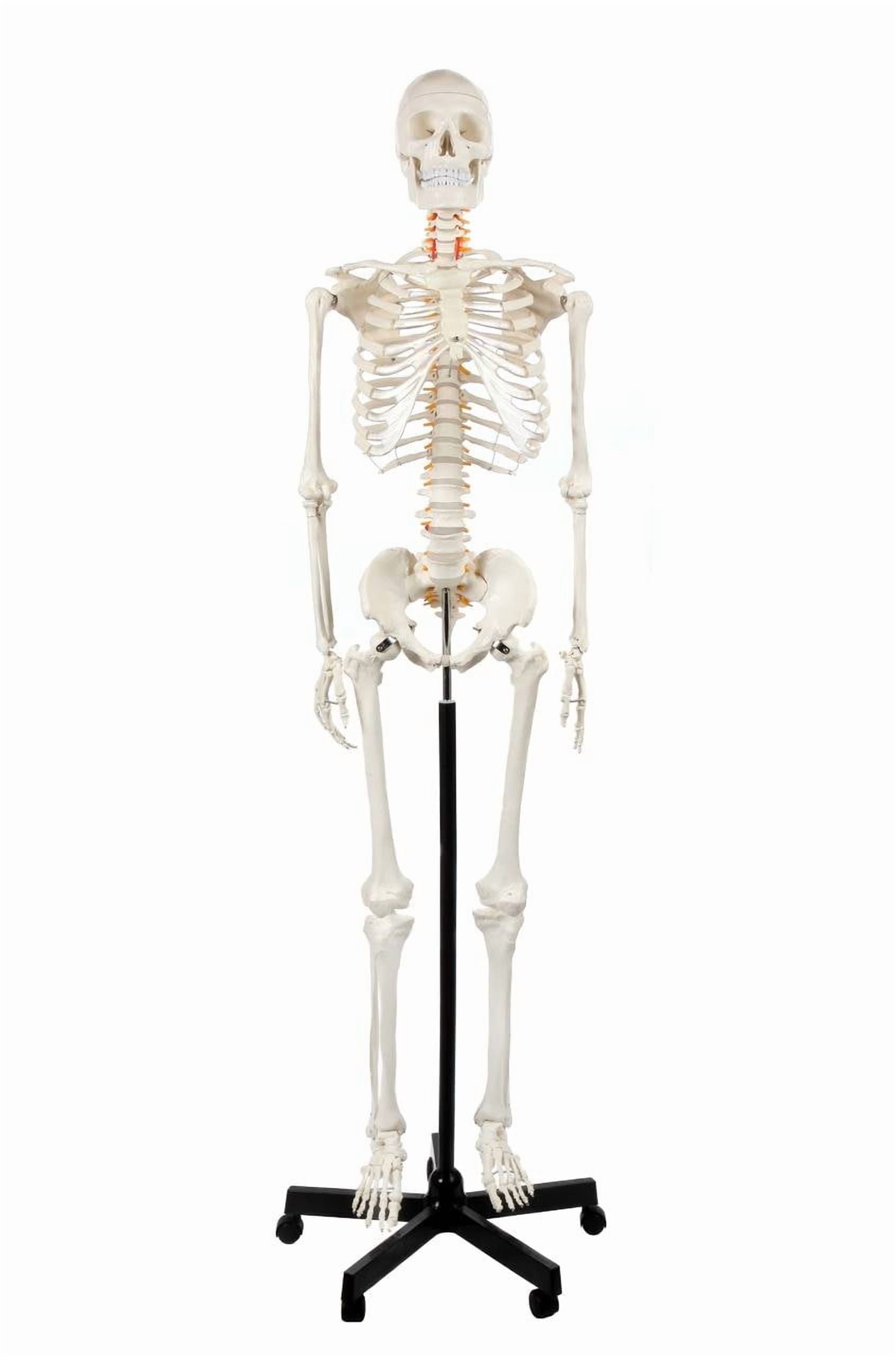Axis Scientific Life-Size Human Skeleton Model, 5'6" Height, Articulated Bones with Numbered Landmarks, Mobile Stand, Study Guide & 3-Year Warranty