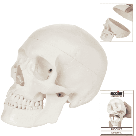 Axis Scientific Human Skull Model 3-Part Life-Size with Removable Mandible