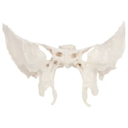Axis Scientific Human Sphenoid Bone Model | Cast From a Real Human Sphenoid Bone Specimen | Life Size Replica Details All Fissures, Canals, and Processes | Includes Product Manual |