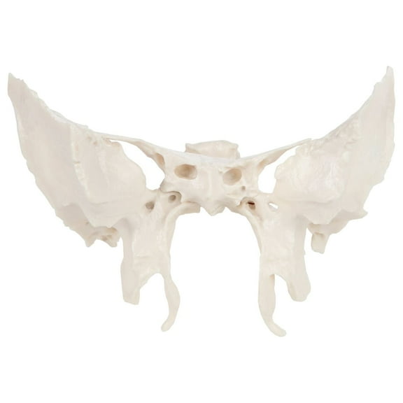 Axis Scientific Human Sphenoid Bone Model | Cast From a Real Human Sphenoid Bone Specimen | Life Size Replica Details All Fissures, Canals, and Processes | Includes Product Manual | 3 Year Warranty
